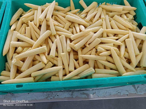 Maïs jaune congelé de qualité constante, maïs gluant, approvisionnement en vrac de maïs pour bébé - Product Image 2