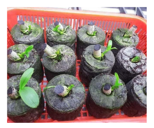 Jardinage vert avec jiffy en fibre de coco de qualité supérieure du Vietnam-Pellets de fibre de coco et de tourbe de coco haute performance pour l'exportation en vrac - Product Image 1