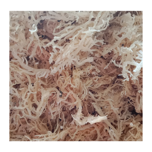 MOUSSE DE MER DE QUALITÉ SUPÉRIEURE-ALGUES D'EUCHEUMA COTTONII SÉCHÉES DE HAUTE QUALITÉ DU FOURNISSEUR DU VIETNAM PRÊT À EXPORTER EN VRAC - Product Image 5