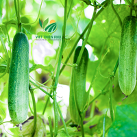 Frische Gurke bereit für den Einsatz aus Vietnam Single Herbs & Spices