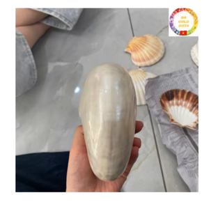Concha de Nautilus pulida natural | Concha marina en espiral real para decoración del hogar y exhibición temática del océano - Product Image 4