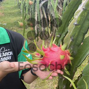 Exportación de Fruta Tropical Fresca de Vietnam, Pitaya Blanca Aromática - Product Image 4