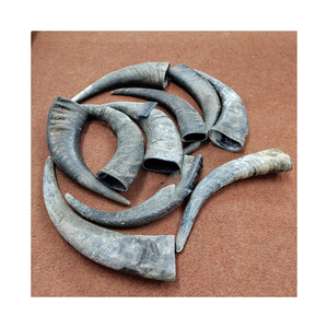 Stock en vrac de corne de buffle naturelle provenant de fournisseurs pour les acheteurs commerciaux ayant besoin de lots réguliers - Product Image 6