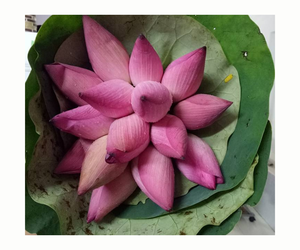 Meilleur Prix Graines De Lotus Noir Séchées Graines De Fleur De Lotus Noir Naturelles De Haute Qualité Fabriquées Au Vietnam - Product Image 1