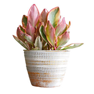 Look unique de jardinière métallique en fer avec un design de couleur blanc et or est idéal pour les étagères et les ordinateurs de bureau et constitue également un excellent cadeau - Product Image 1