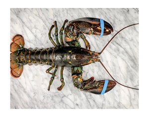 Homard entier congelé / Queue de homard congelée / Homard frais vivant à prix avantageux à vendre – Qualité supérieure, queue lisse, homard entier épineux - Product Image 1