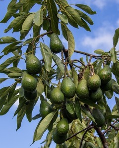 Feuilles d'avocat séchées en gros pour les fabricants de produits alimentaires, de boissons et de thé - Product Image 4