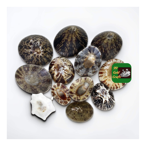 CONCHAS DE LIMPET DE ESTILO DE DECORACIÓN COSTERA DE VIETNAM PARA FABRICACIÓN DE JOYERÍA Y PROPÓSITOS DE DISEÑO DE ARTESANÍA - Product Image 2