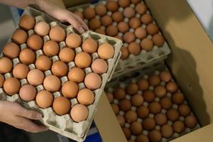 Huevos de Gallina de Alta Calidad de Brasil, Frescos y Naturales, Precio al por Mayor, Productos Animales - Product Image 5