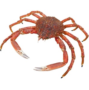 Cangrejo Araña Congelado Premium - Proveedor Mayorista de Cangrejo Araña - Product Image 6