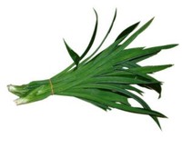 Feuilles de Pandanus vietnamien de qualité supérieure avec ANGLE de prix compétitif