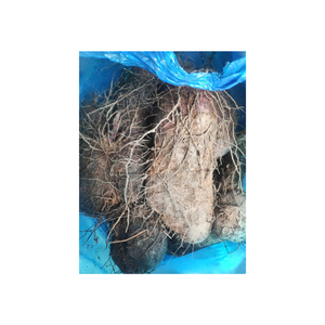 Las piezas de taro congelado IQF no son OGM, se limpian, tienen un sabor naturalmente dulce y refrescante, y se blanquean para exportar a Vietnam - Product Image 1