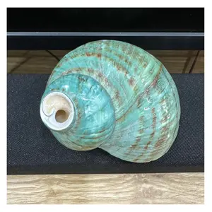 Fabriek Groothandel Van Puur Natuurlijke Zee Shell Slak Gepolijst Hoge Kwaliteit Paard Schelp Blauwe Schelp Voor Diy Huisdecoratie