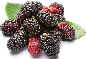 MÛRIES SÉCHÉES BIOLOGIQUES/ANTI-INFLAMMATOIRE/ÉTIQUETTE PROPRE/À BASE DE VÉGÉTAL - Product Image 6