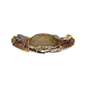 Cangrejo de África Occidental Congelado - Proveedor Mayorista de Cangrejo de África Occidental - Product Image 1