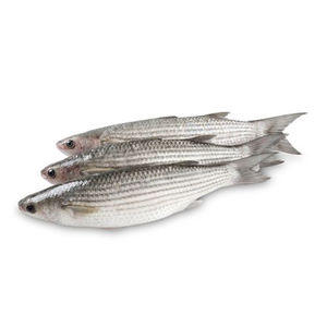 Trade focused fresh mullet fish available for competitive wholesale demand - Product Image 3