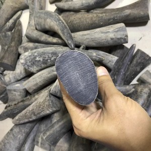 Bonne qualité personnalisé à vendre en vrac corne de buffle et pointe de corne/OX qualité naturelle OX et pointe de corne de buffle à vendre au prix - Product Image 3