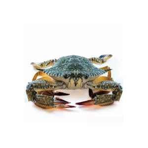 Cangrejos frescos congelados en el océano proveedor mayorista cangrejos de barro vivos exportador de mariscos cangrejos azules a granel suministro a granel de calidad premium - Product Image 6