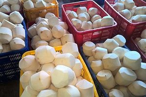 Fraîcheur des jeunes diamants de noix de coco Pur doux et parfait/Diamant de noix de coco jeune de haute qualité fabriqué au Viet Nam - Product Image 5