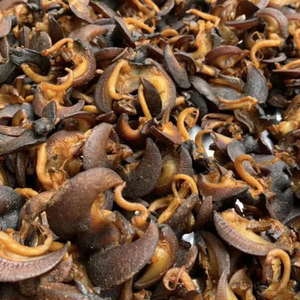 Escargots frais de qualité export en gros (FD & BQF) en boîtes en vrac pour les marchés mondiaux des produits de la mer, les restaurants et les services de restauration - Product Image 6