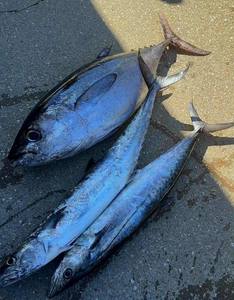 Atún Congelado IQF al por Mayor con 12 Meses de Vida Útil - Precios Económicos - Product Image 6