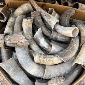 แตรควายและเขาเขาสัตว์ทำมือทันสมัยเป็นมิตรกับสิ่งแวดล้อมงานหัตถกรรมธรรมชาติ - Product Image 2