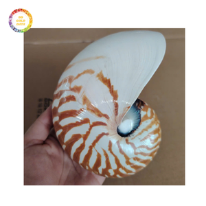 Coquilles Nautilus de qualité supérieure en gros | Coques marines hautement polonaises, durables et à faible coût pour la décoration - Product Image 1