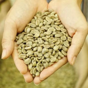 Granos de Café Verde Arábica Orgánico de Vietnam, Tamaño 18, Grado AA+, Calidad Cruda, Suministro al por Mayor, Certificado USDA TNFOOD - Product Image 1