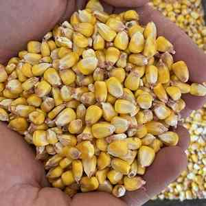 Maïs jaune sans OGM de qualité supérieure en vrac Vente en gros Maïs biologique Alimentation animale Maïs séché en grains Qualité d'exportation - Product Image 1