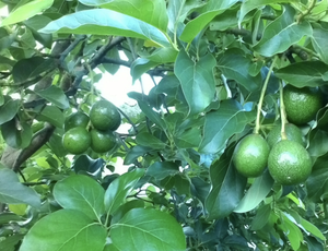 Feuilles d'avocat pour le thé cultivé naturellement, cueillies à la main, végétalien et sans OGM - Product Image 4