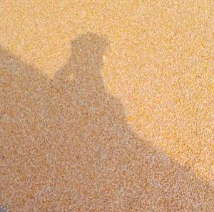 ข้าวโพดเหลืองออร์แกนิกแท้ 100% ปลอดจีเอ็มโอ สำหรับบริโภคโดยมนุษย์ ซื้อข้าวโพดเหลืองเพื่อสุขภาพ บรรจุภัณฑ์พร้อมติดฉลากส่วนตัว - Product Image 2