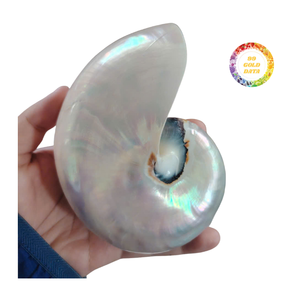 Coquille de Nautilus Naturelle pour Utilisation Décorative Intérieure, Matériel de Coquille Marine Spirale Adapté à l'Exposition et à l'Artisanat - Product Image 5