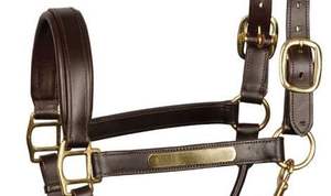 Élégant Cheval Halters Rembourrage En Cuir Souple & Fantaisie Point En Laiton Matériel Raccords Accessoire En Gros - Product Image 2