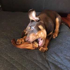 100% alimentos secos naturales de la mejor calidad para perros, masticar enérgico sin granos, orejas secas de buey de búfalo - Product Image 6