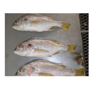 Top Quality Pure Frozen Whole white snapper <b>fish</b> For Sale At Cheapest Wholesale Price - Product Image 4