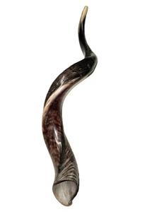 RAM sừng shofar đánh bóng hoặc mùi tự nhiên miễn phí handmade judaica cho Rosh hashanah & yom kippur - Product Image 4