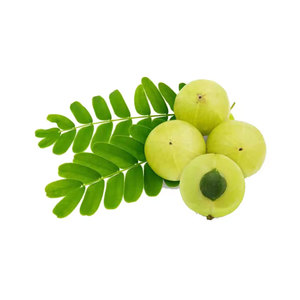 Polvo de grosella espinosa India Amla natural 100% disponible a precio mayorista - Product Image 4