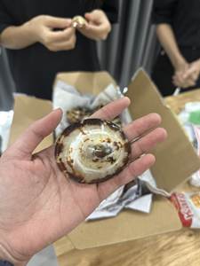 Coquilles de limpette Offre Spéciale décoration marine polie ou bijoux matériel de bricolage coquille naturelle en gros - Product Image 5