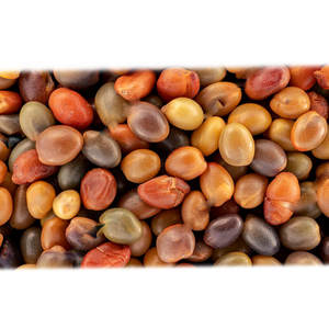 Trébol persa | Material de cultivo Verde | Para la alimentación basada en la granja - Product Image 1