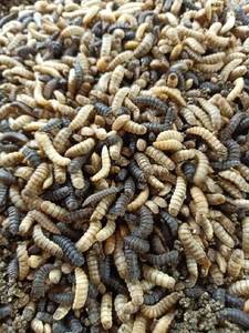 Larve de mouche de soldat noir séchée en vrac de qualité supérieure pour l'alimentation de poulet et de volaille Akina - Product Image 2