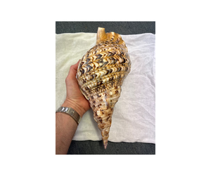 Conchas de Tritón pulidas hechas a mano de Vietnam, conchas marinas grandes, conchas de caracol, encanto de Acuario, temas tropicales, decoración - Product Image 1