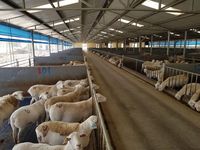 Structure en acier préfabriquée à bas prix grange à moutons bâtiments agricoles de haute qualité à vendre
