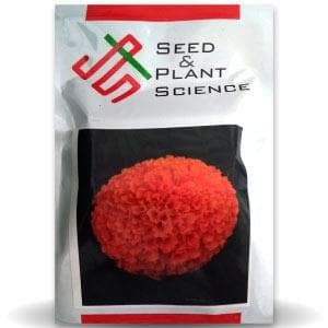 SEED PLANT SCIENCE บันนี่ ออเรนจ์ มาริโกลด์ ดอกไม้แห้ง 1000 เมล็ด - Product Image 1