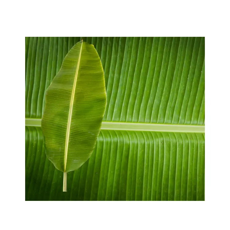食品用の新鮮なバナナの葉をビニール袋に交換生分解性サプライヤーベトナム製の新しい作物バルクエコフレンドリー