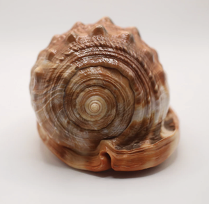 Material de Concha de Casco Rojo (Cypraecassis rufa) de Origen Vietnamita para Decoración Náutica, Creación de Adornos y Exhibición Elegante - Product Image 1