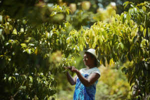 Aceite Esencial 100% Puro de Ariandro y Pterocaulon Deccurens Destilado al Vapor, Origen MG, Apoyo Neurológico - Product Image 2