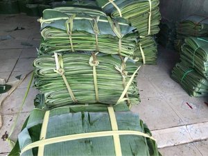 ใบกล้วยแช่แข็งเวียดนาม คุณภาพสูง พร้อมส่งออก - Product Image 5