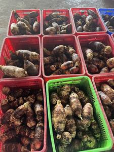 Distribuidores Mayoristas de Taro Congelado, Yuca y Tapioca, Cubos, Trozos y Rebanadas de Raíz de Grado A, Orgánicas y de Alta Calidad, Proceso LQF, Vietnam - Product Image 2