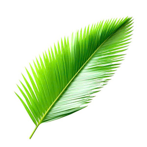 ของตกแต่งหลังคาทรงกะลามะพร้าวหรูหราสำหรับสินค้าเกษตร - Product Image 2