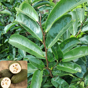 Tipo de origen Producto de grado de tamaño natural Alta calidad Ventas al por mayor Proveedor de hojas secas Guanábana seca Deja de Vietnam - Product Image 1